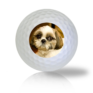 Shih clearance tzu balls