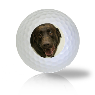 Chocolate Lab Golf Balls Used Golf Balls