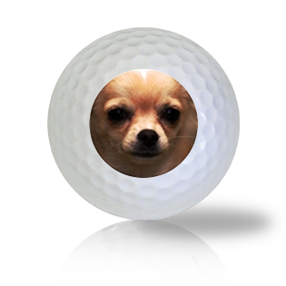 Chihuahua Golf Balls - Half Price Golf Balls - Canada's Source For Premium Used & Recycled Golf Balls