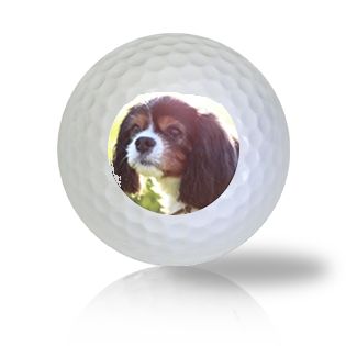 King Charles Spaniel Golf Balls - Half Price Golf Balls - Canada's Source For Premium Used & Recycled Golf Balls