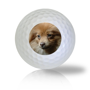 Pomeranian Golf Balls - Half Price Golf Balls - Canada's Source For Premium Used & Recycled Golf Balls
