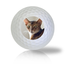 Abyssinian Cat Golf Balls - Half Price Golf Balls - Canada's Source For Premium Used & Recycled Golf Balls