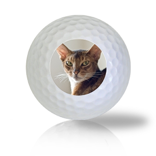 Abyssinian Cat Golf Balls - Half Price Golf Balls - Canada's Source For Premium Used & Recycled Golf Balls